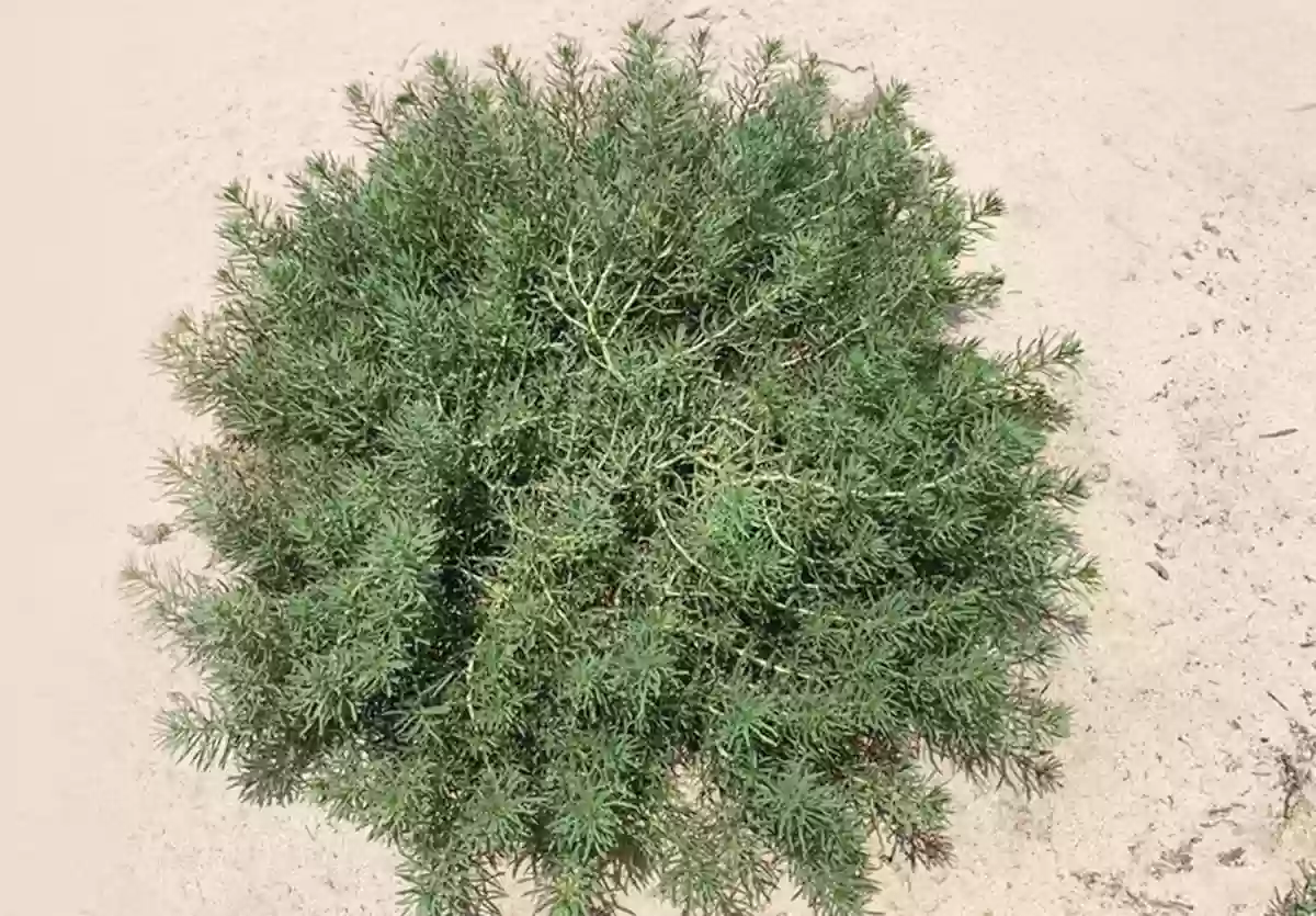 نباتات سامة في البئية السعودية