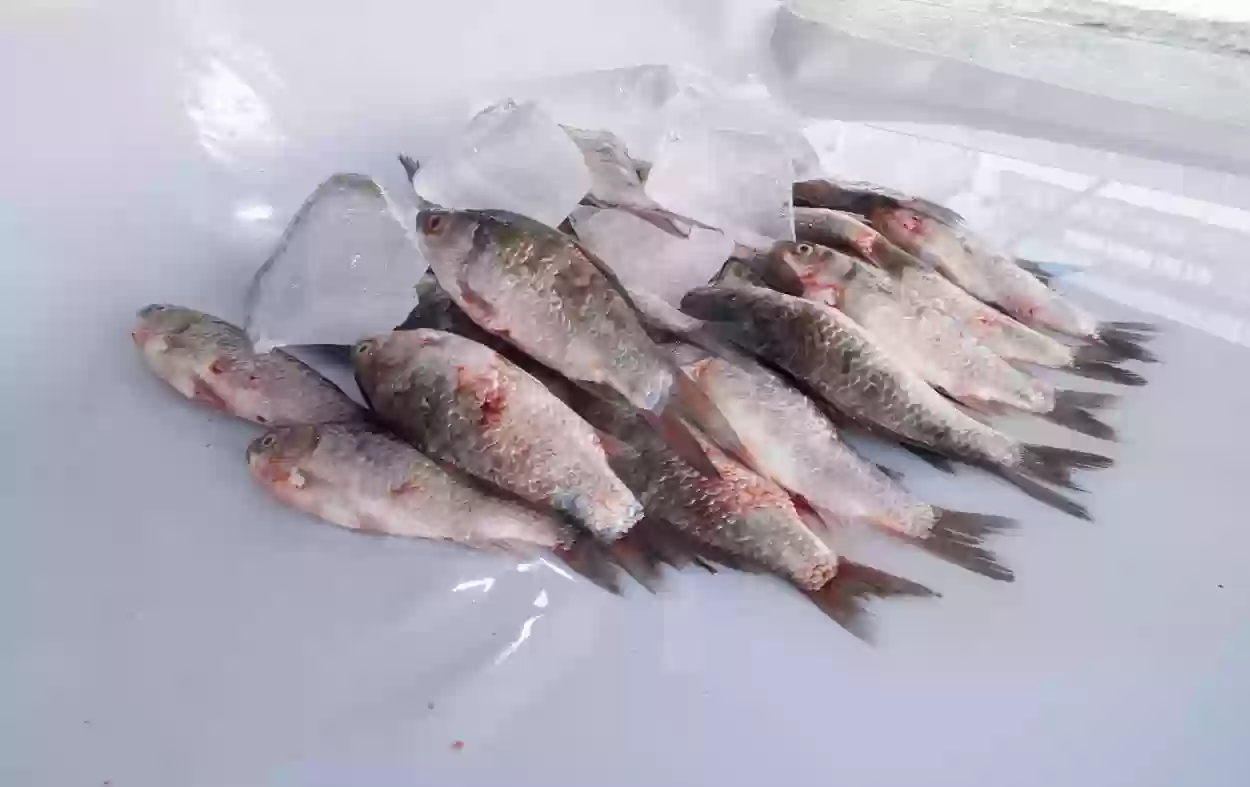 أسواق الأسماك الشرقية تخفض الأسعار بمعدل 30% 