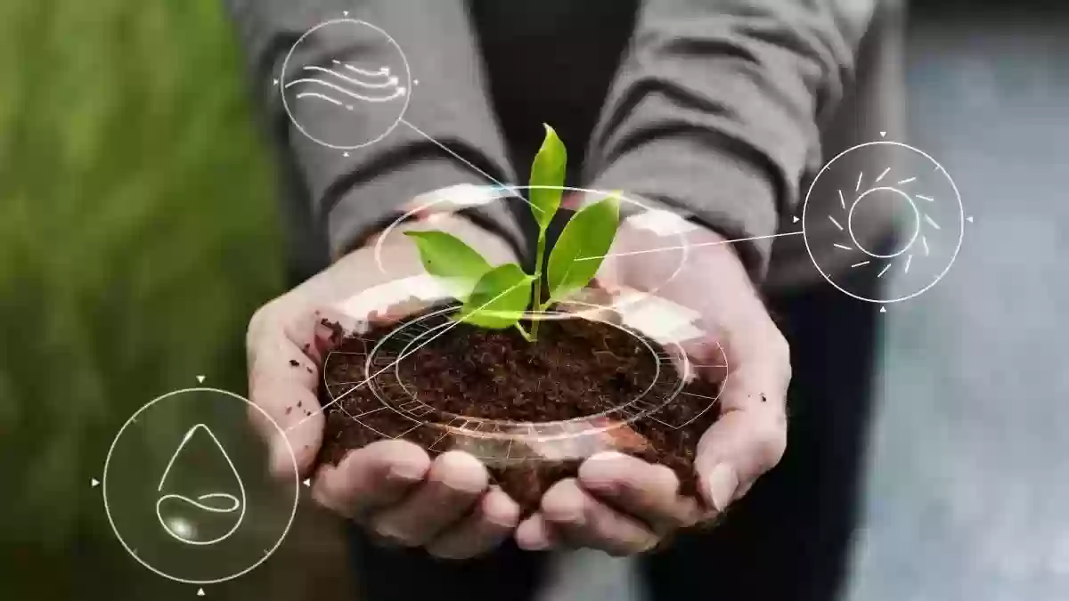 طريقة الحصول على تصريح إزالة أشجار وشجيرات 2024 من مركز الغطاء النباتي