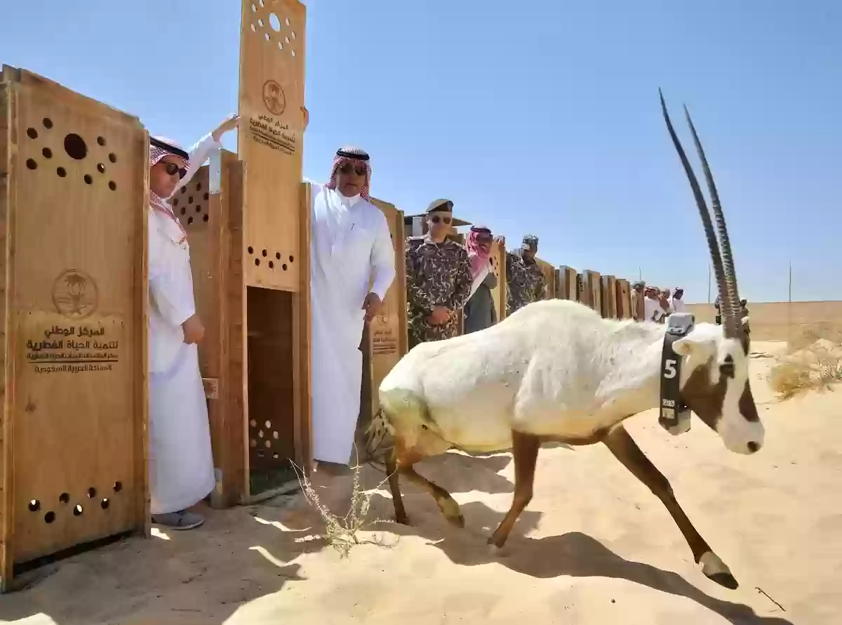 السعودية تحتوي على بعض الحيوانات الخاصة بالمنطقة