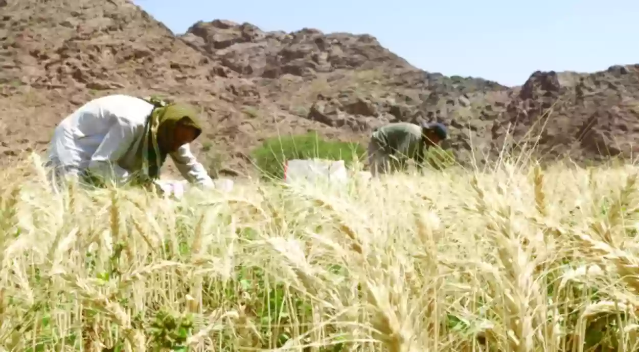 الزراعة السعودية تشدد على هذه الطرق لحماية المحاصيل